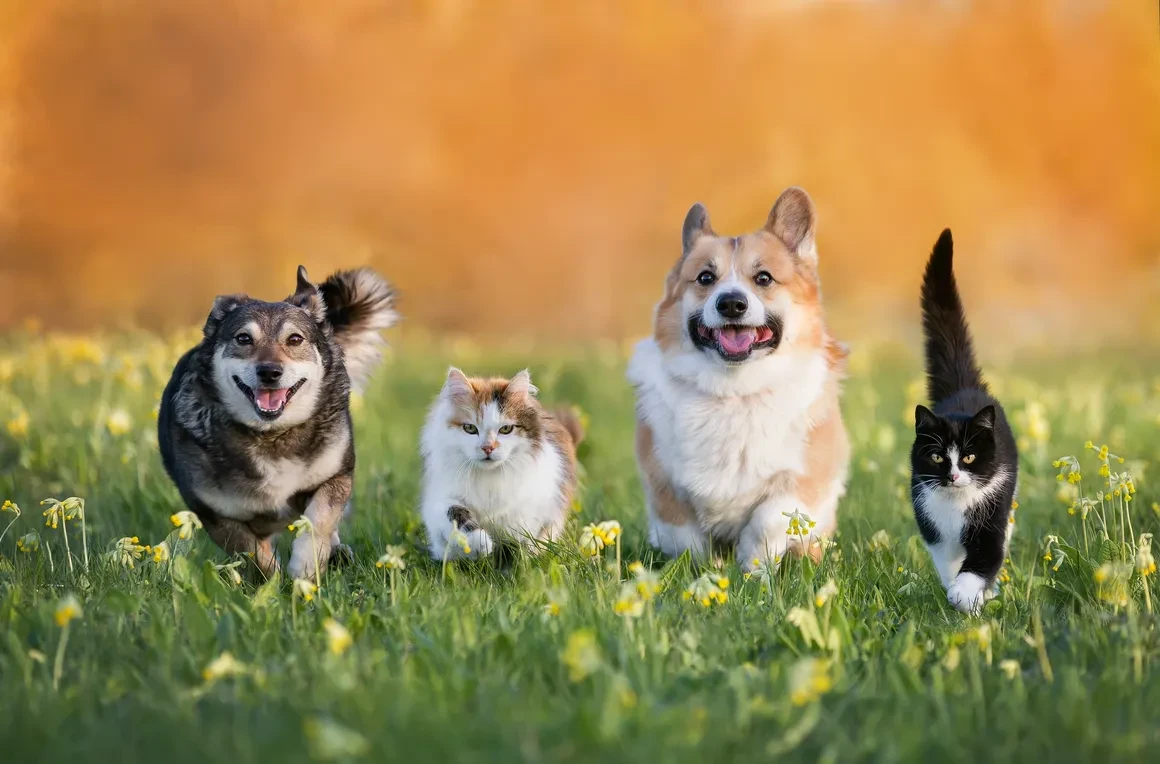 Dogs running outdoors